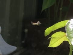 Simosyrphus grandicornis