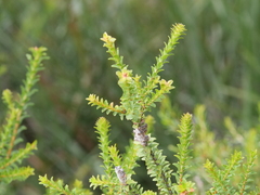 Melaleuca densa