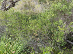 Melaleuca densa