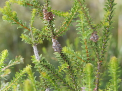 Melaleuca densa