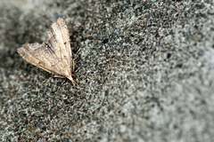 Diplopseustis perieresalis