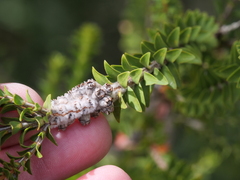 Melaleuca densa