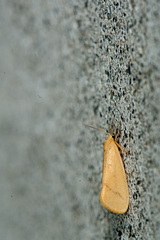 Notata parva