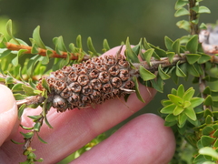 Melaleuca densa