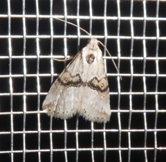 Zebeeba falsalis