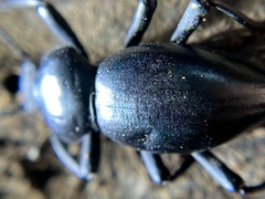 Coelocnemis
