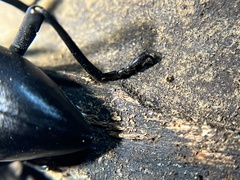 Coelocnemis