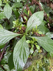 Strobilanthes cusia