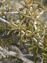 Cercocarpus intricatus