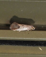 Pycnocera hypoxantha