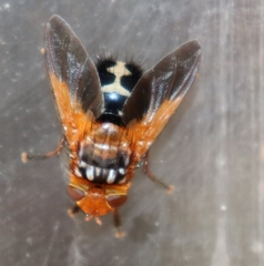 Microtropesa sinuata