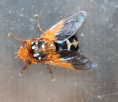 Microtropesa sinuata