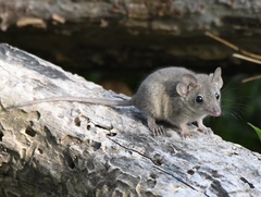 Antechinus stuartii
