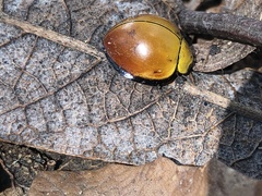 Neda marginalis