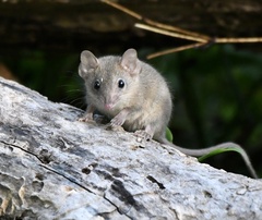 Antechinus stuartii
