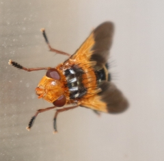 Microtropesa sinuata