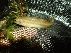 Rhynchocypris steindachneri