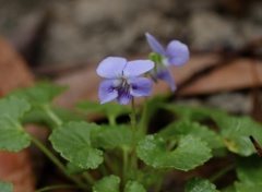 Viola perreniformis