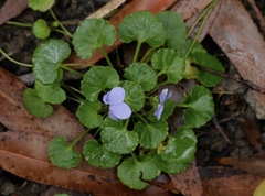 Viola perreniformis