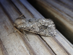 Leucochlaena aenigma