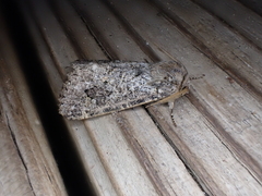 Leucochlaena aenigma