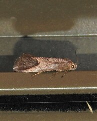 Pycnocera hypoxantha