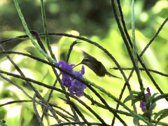 Phaethornis striigularis