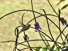 Phaethornis striigularis