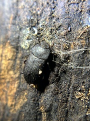 Opatrini
