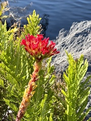 Crassula coccinea