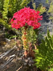 Crassula coccinea