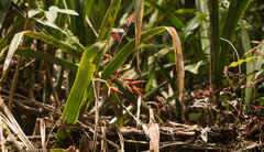 Quesnelia liboniana