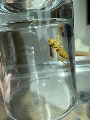 Polistes olivaceus