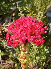 Crassula coccinea