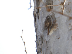 Certhia brachydactyla