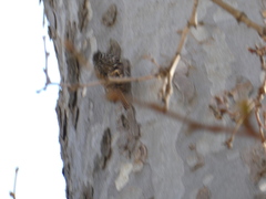 Certhia brachydactyla