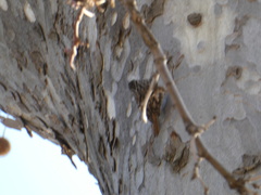 Certhia brachydactyla