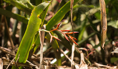 Quesnelia liboniana