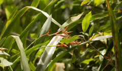 Quesnelia liboniana