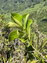 Griselinia lucida