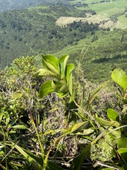Griselinia lucida