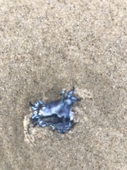 Glaucus atlanticus