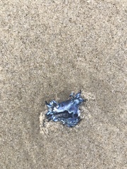 Glaucus atlanticus