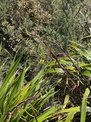 Phormium cookianum hookeri