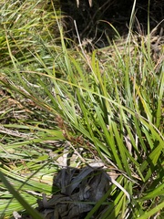 Phormium cookianum hookeri