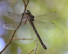 Austroaeschna parvistigma