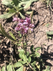 Polanisia dodecandra riograndensis