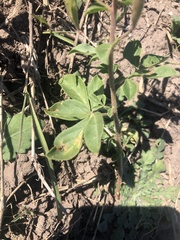 Polanisia dodecandra riograndensis