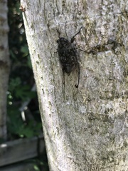 Amphipsalta cingulata