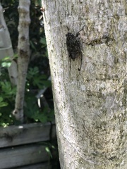 Amphipsalta cingulata